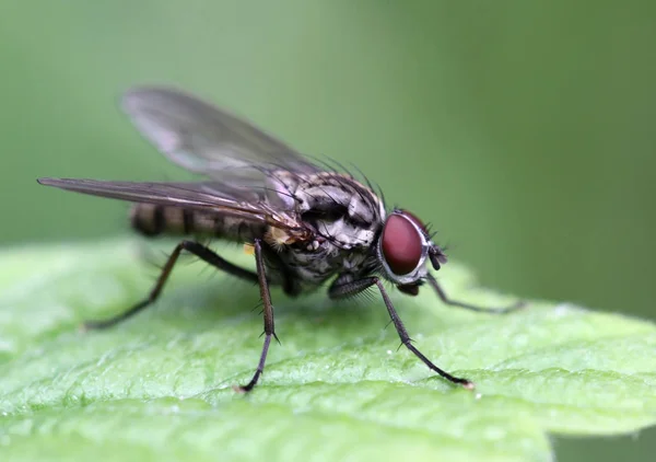 Primer Plano Error Naturaleza Salvaje — Foto de Stock