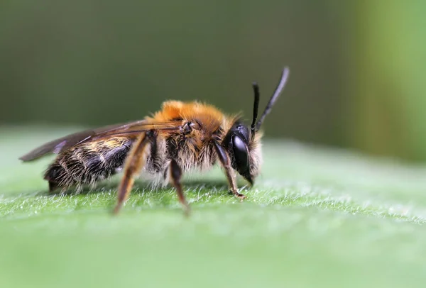 Close Zicht Insect Natuur — Stockfoto