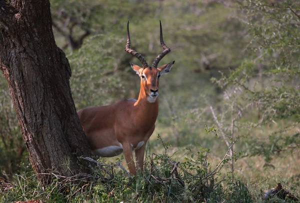 Hoofed Ζώο Στη Φύση Savannah Gazelle — Φωτογραφία Αρχείου