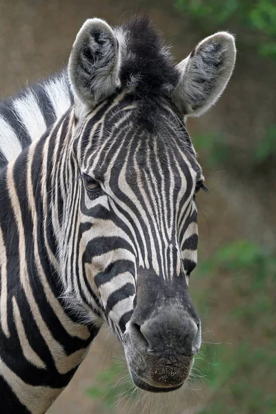 Preto Branco Listrado Zebra Animal Mamífero — Fotografia de Stock