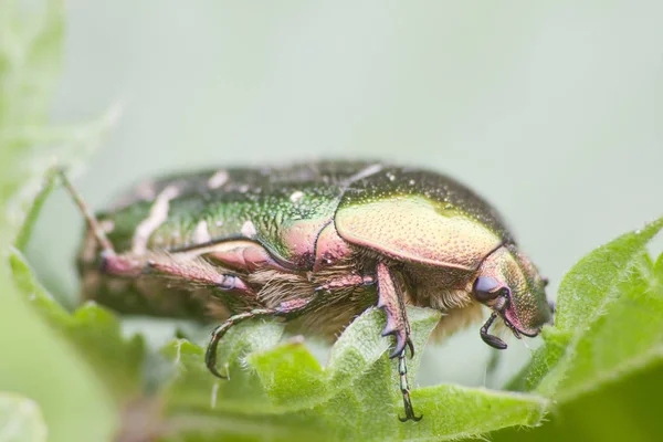 Closeup Του Bug Στην Άγρια Φύση — Φωτογραφία Αρχείου