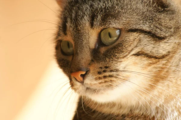 Kleine Flauschige Katze Mit Schnurrhaaren — Stockfoto