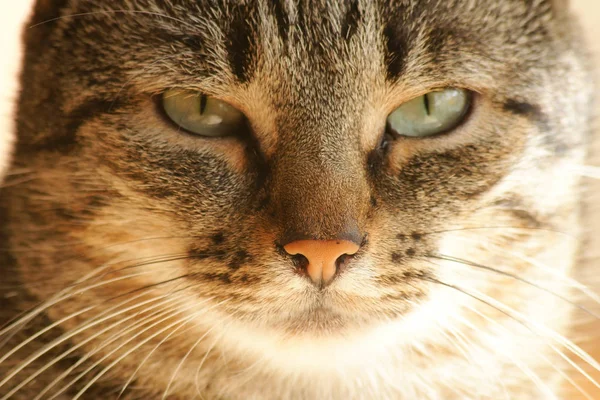 小さなふわふわの猫とひげ — ストック写真