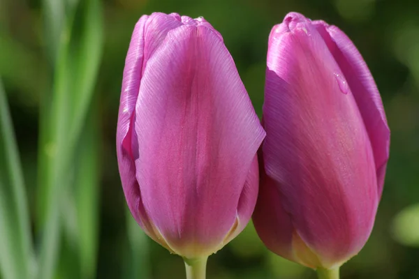 Tulipány Okvětní Lístky Jarní Flóra — Stock fotografie