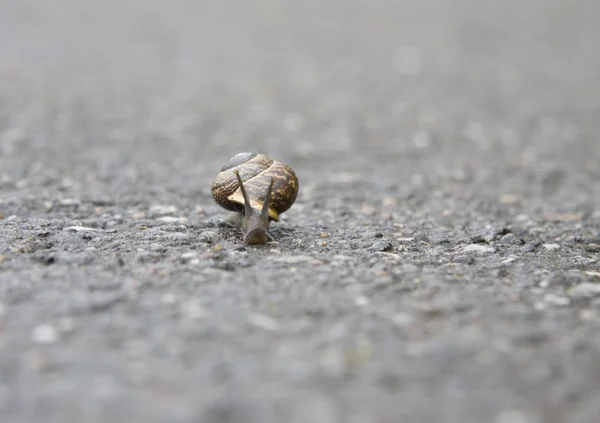 カタツムリの殻無脊椎動物のらせんです — ストック写真