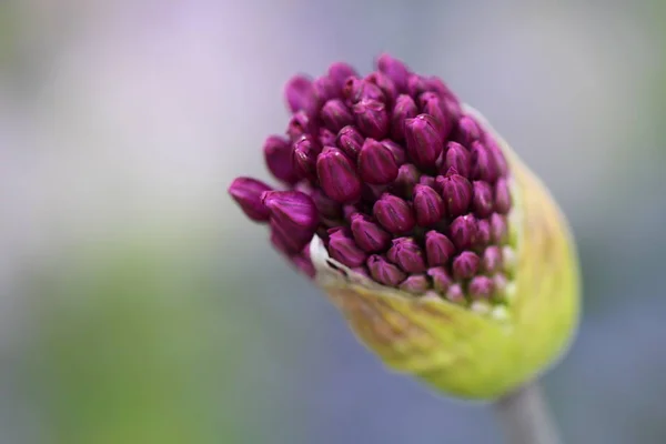 Allium Virág Botanikus Flóra — Stock Fotó