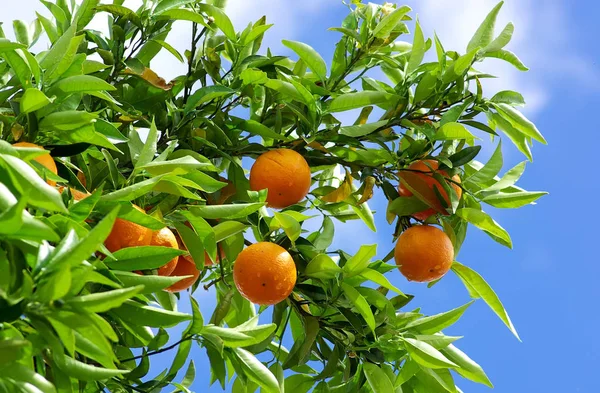 Oranges Blue Sky — Stock Photo, Image