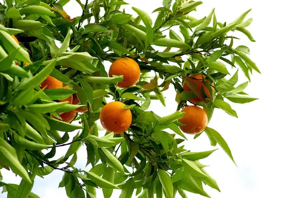 Narancsfa Gyümölcsnövény — Stock Fotó