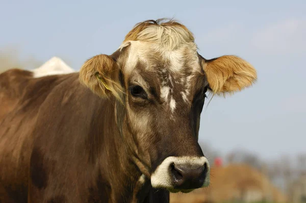 Retrato Uma Vaca Sem Chifres — Fotografia de Stock