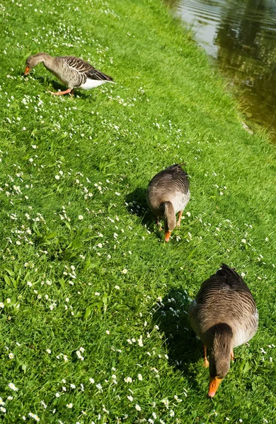 Schilderachtig Uitzicht Prachtige Vogel Natuur — Stockfoto