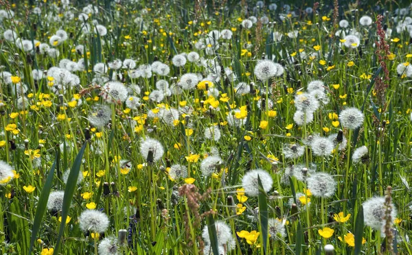 Skönhet Blommande Växt Vid Dagtid — Stockfoto