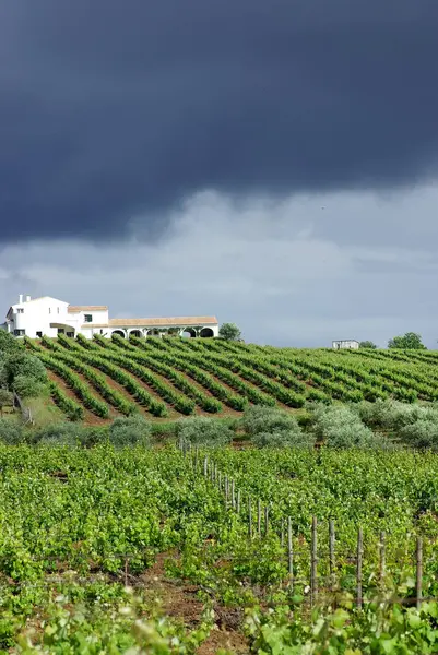 Moln Vineyard Portugal — Stockfoto