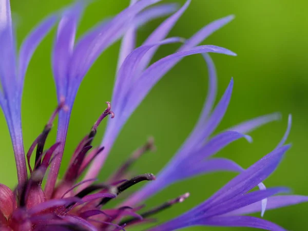 Malerische Ansicht Der Schönen Blühenden Kornblume — Stockfoto