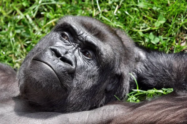 Primer Plano Los Animales Zoológico — Foto de Stock