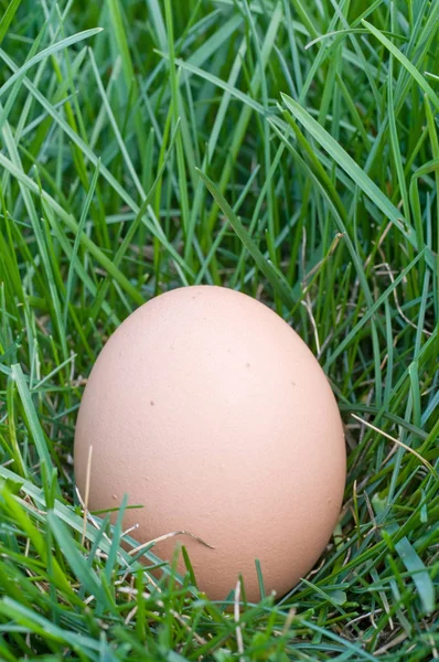 Eggs Grass — Stock Photo, Image