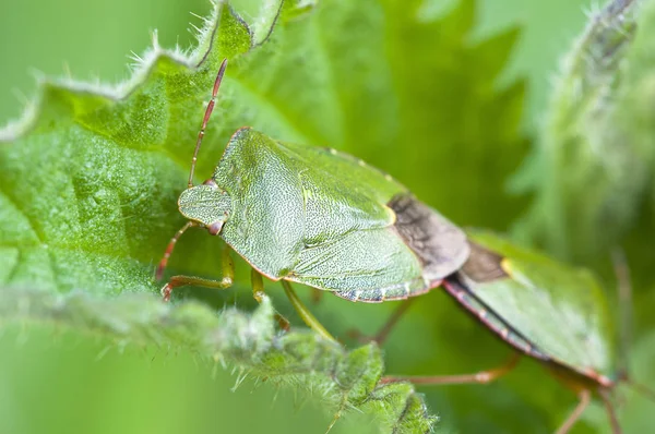 Verde Fedor Bug Palomena Prasina — Fotografia de Stock