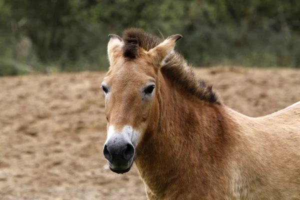 Jungtiere Selektiver Fokus — Stockfoto