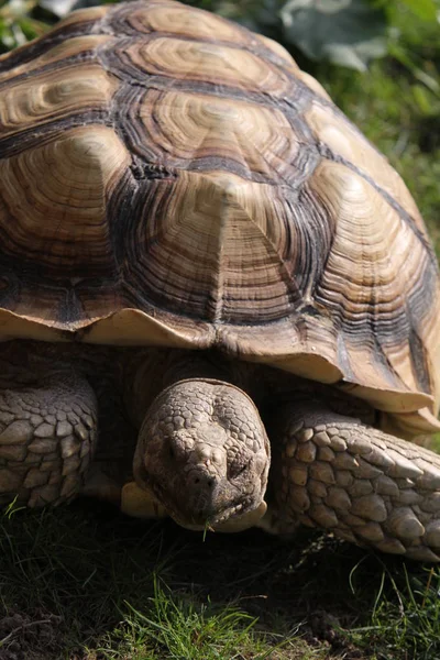 Reptil Djur Sköldpadda Vilda Djur — Stockfoto