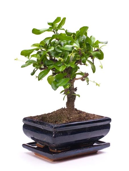 Bonsai Дерево Банке — стоковое фото