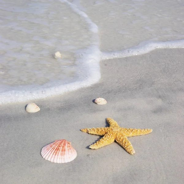 Starfish Shells Beach Sand — Stock Photo, Image