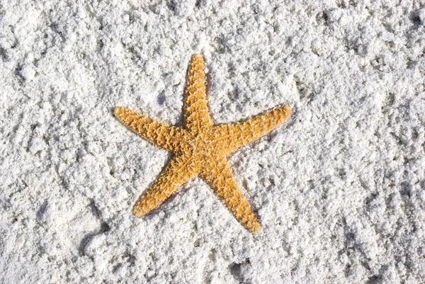 Starfish White Sands Beach — Stock Photo, Image
