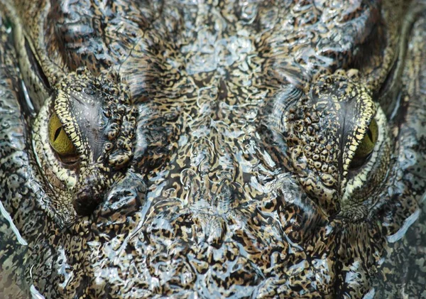 Crocodilo Animal Anfíbio Perigoso — Fotografia de Stock