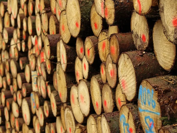 Dřevo Podpal Kmen Stromu — Stock fotografie