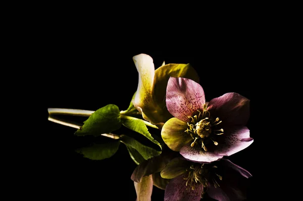 Belleza Planta Flor Durante Día — Foto de Stock