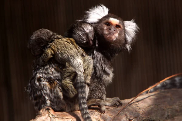 Animales Jóvenes Enfoque Selectivo — Foto de Stock