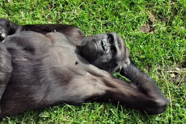 Mono Gorila Animal Primates — Foto de Stock