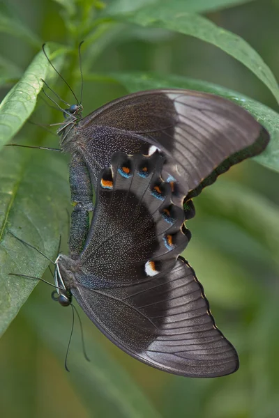 Nahaufnahme Von Schmetterlingen Lebensraum Wildniskonzept — Stockfoto