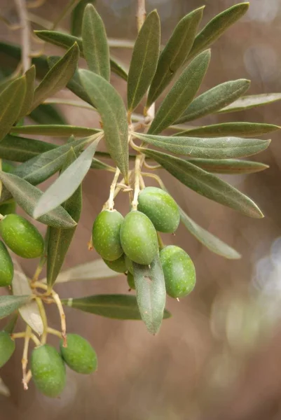 橄榄树 自然植物 — 图库照片