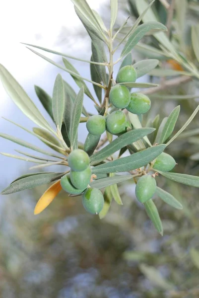 Olivovník Přírodní Flóra — Stock fotografie