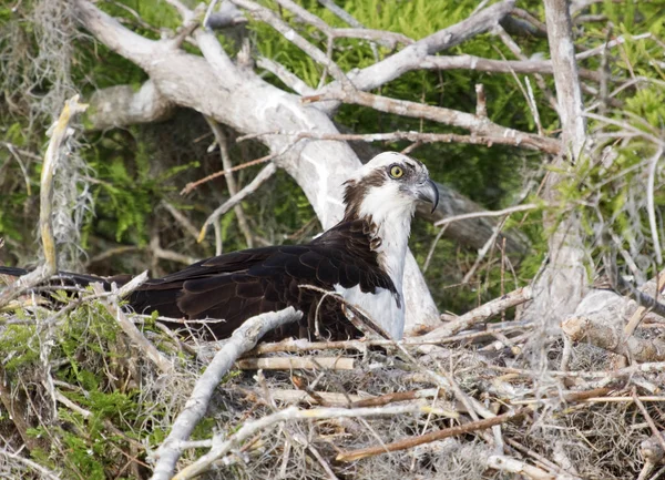 Luonnonkaunis Näkymä Kaunis Osprey Lintu — kuvapankkivalokuva