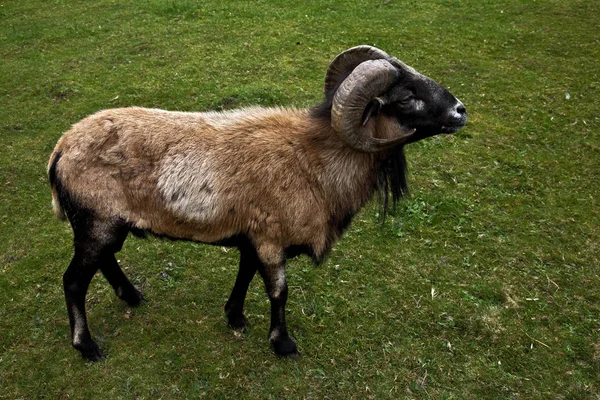 Kameroen Schapen Lamsvlees — Stockfoto