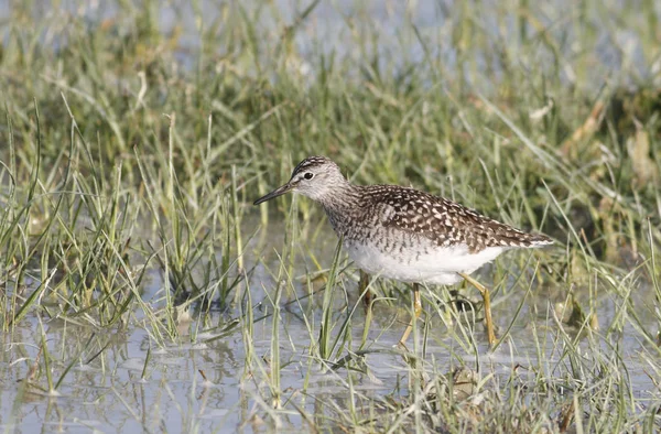 Panoramisch Uitzicht Prachtige Pipervogel — Stockfoto