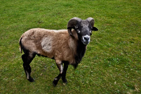カメルーン羊子羊動物 — ストック写真