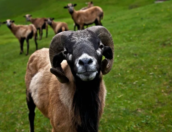Owce Kamerunu Jagnięta — Zdjęcie stockowe