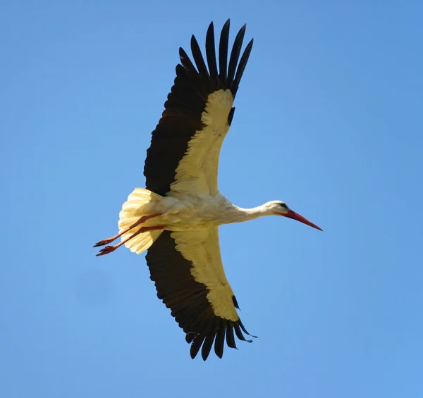 Scenic View Beautiful Stork Bird Nature — Stock Photo, Image