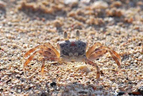 Krab Pláži — Stock fotografie