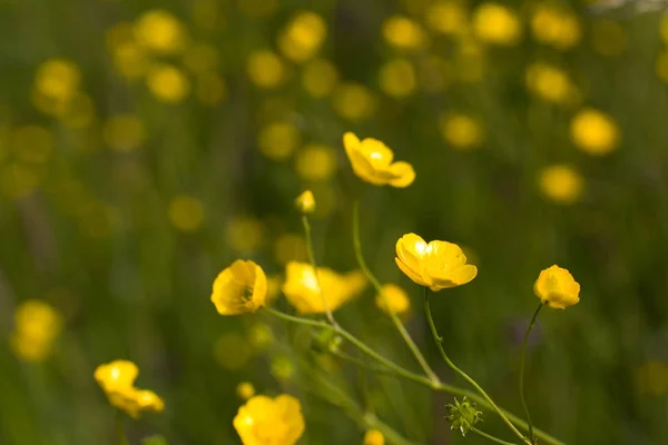 Κίτρινα Λουλούδια Λιβαδιού Στον Άνεμο — Φωτογραφία Αρχείου