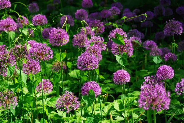 Kwiat Glinu Flora Botaniczna — Zdjęcie stockowe