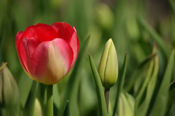 Frühling Tulpen Blumen Flora — Stockfoto