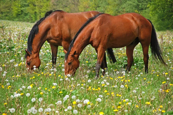Outdoors Horses Pasture Animals — Stock Photo, Image