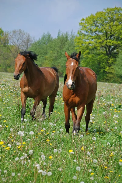 Chevaux Plein Air Animaux Pâturage — Photo