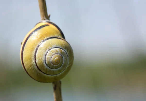 Caracol Molusco Helio Invertebrado — Foto de Stock