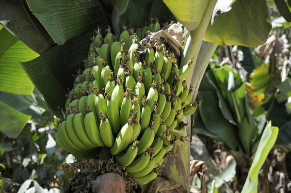 Τροπική Μπανάνα Εξωτικό Φυτό — Φωτογραφία Αρχείου
