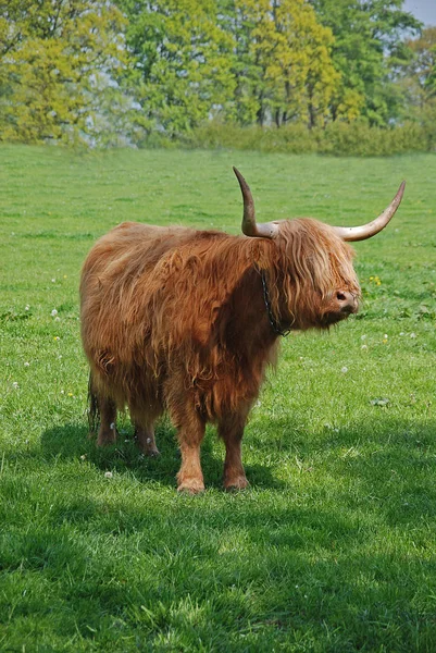 Pecuária Highland Animais Selvagens — Fotografia de Stock