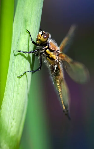 Yusufçuk Böceğinin Makro Görüntüsü — Stok fotoğraf