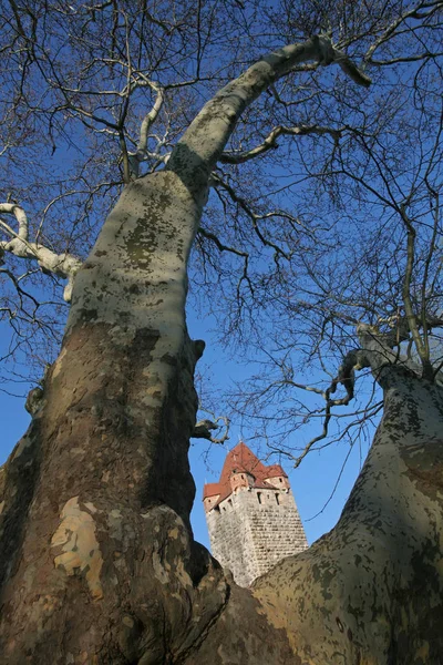 Slott Ruiner Parkträd — Stockfoto